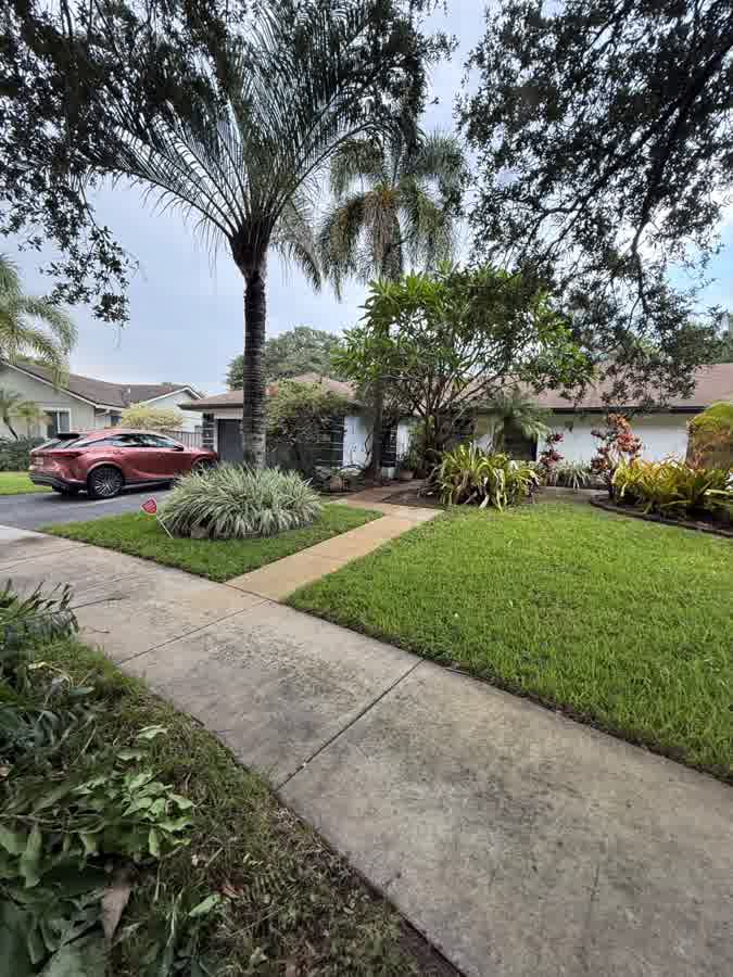 Front walk and sidewalk — algae and dark staining washed off the concrete. before